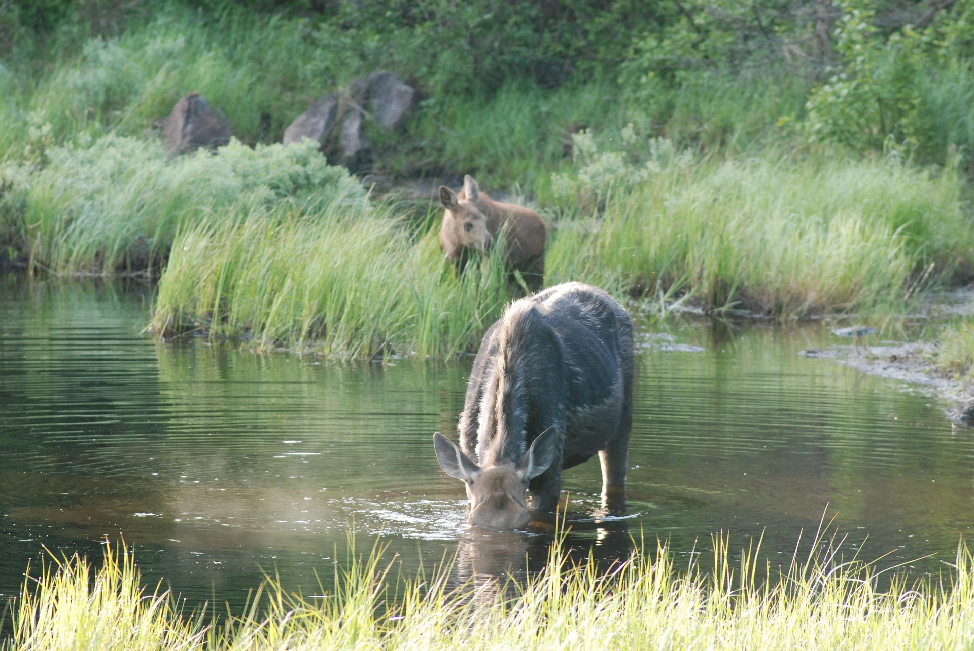 A cow moose and her calf in Isle Royale National Park