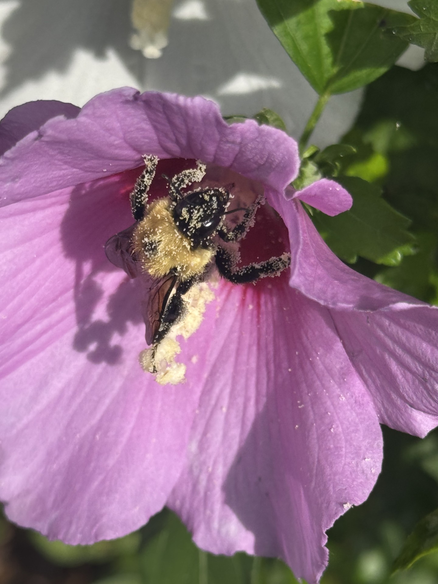 Bumblebee covered in pollen inside a pink flower
