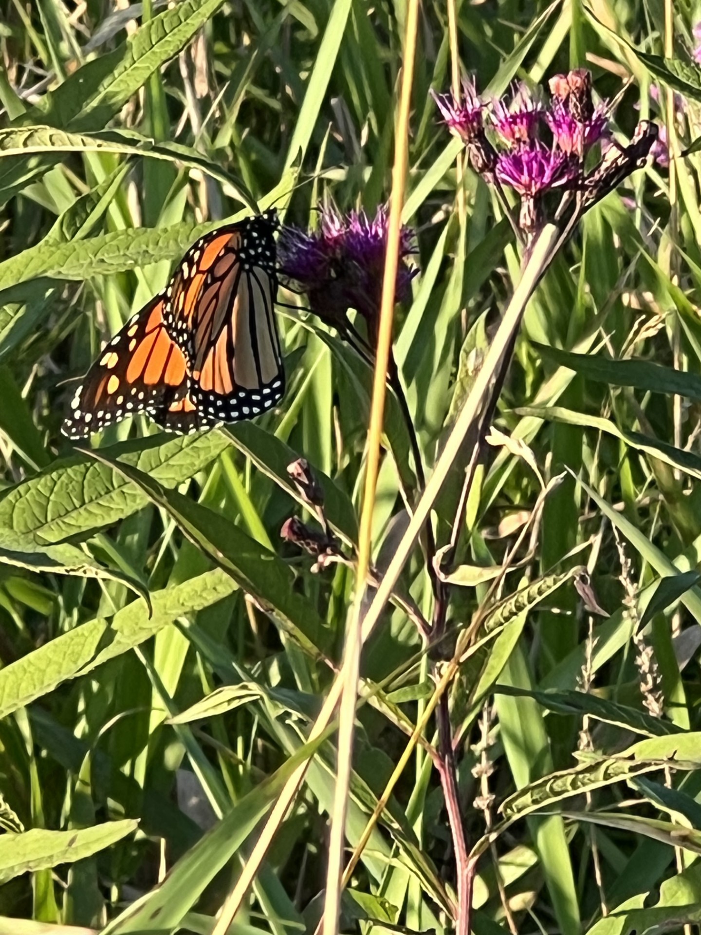 Monarch butterfly resting on a purple thistle flower