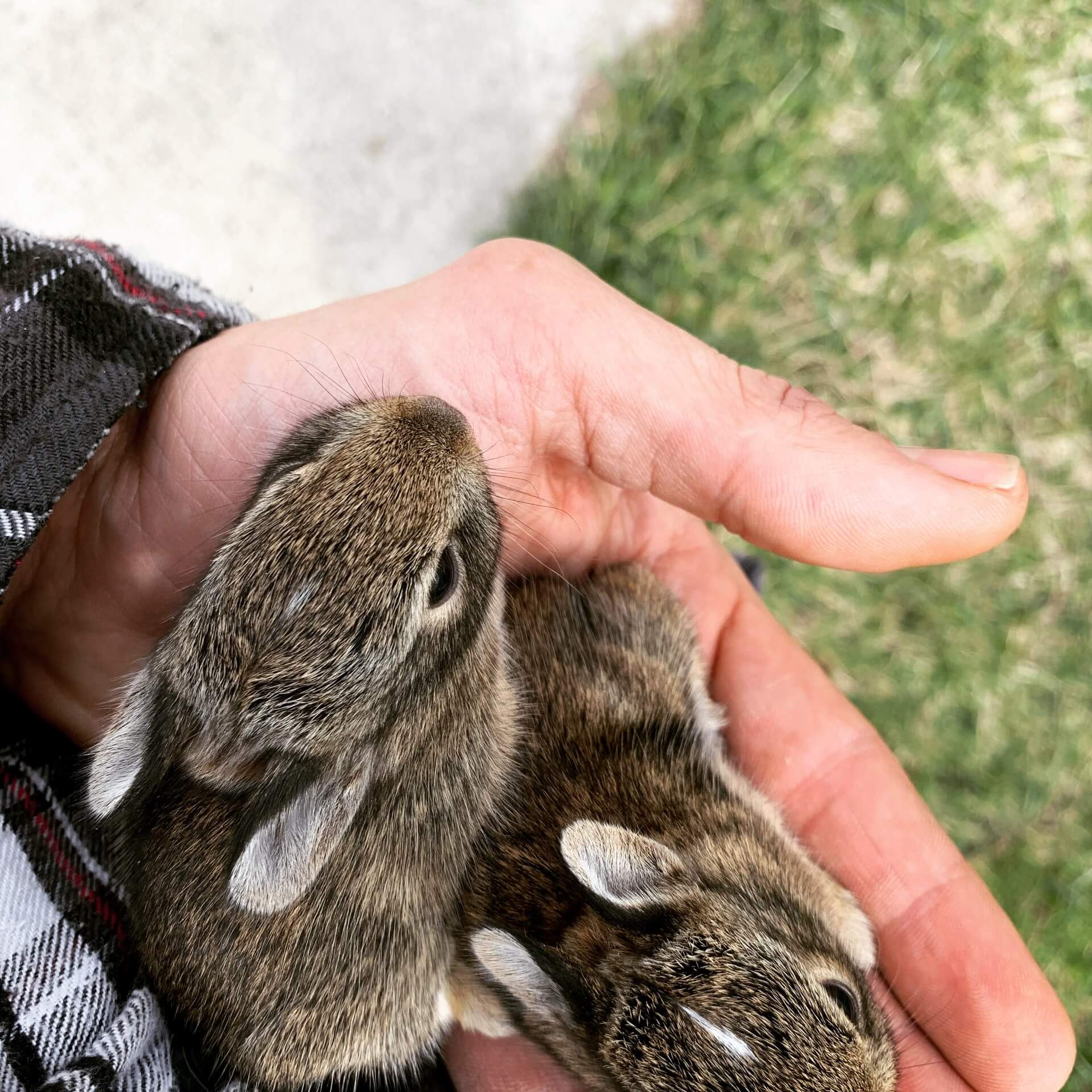 Three baby cottontail rabbits being held carefully in a hand