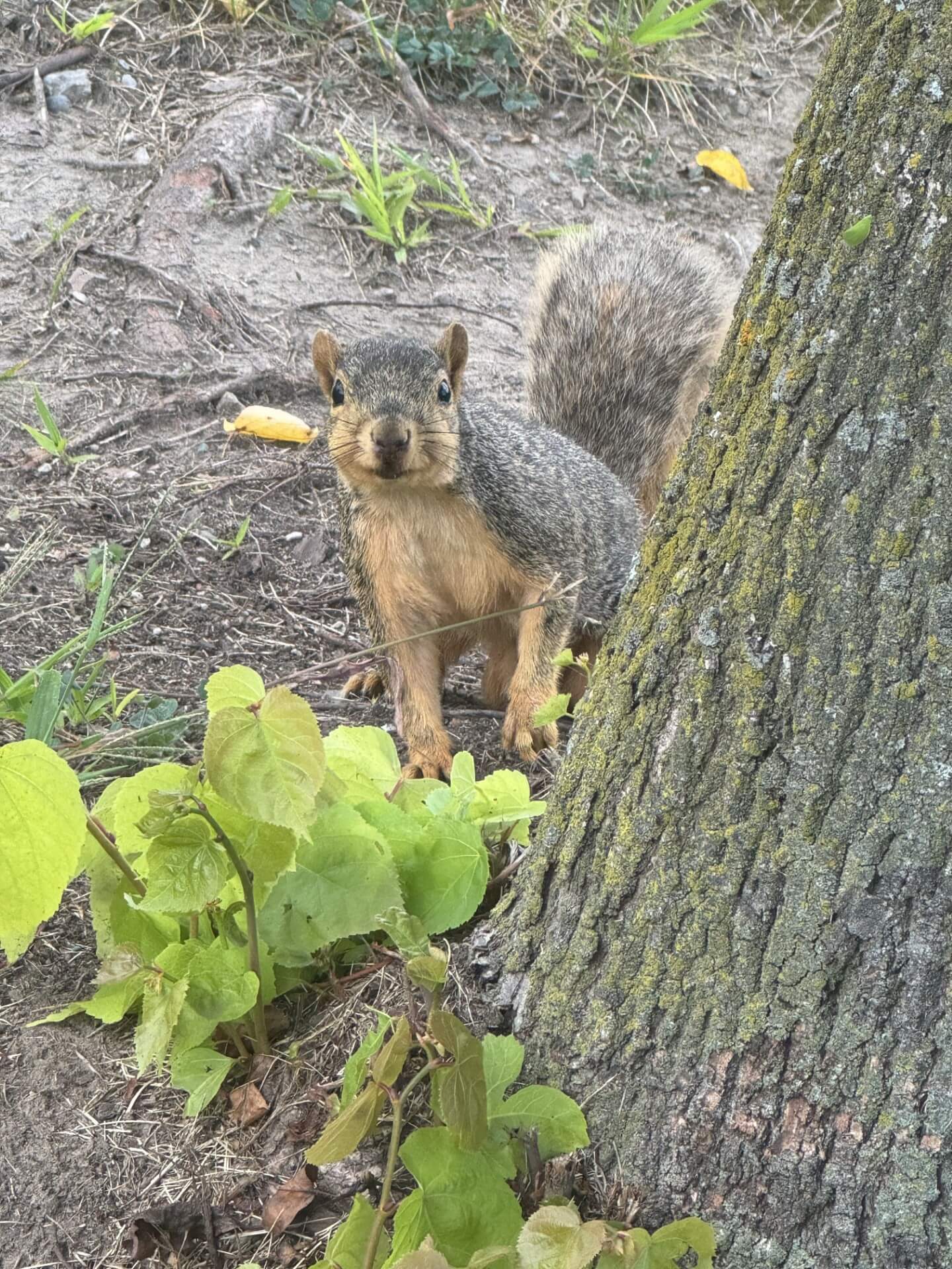 Fox squirrel looking directly at the camera from the base of a tree