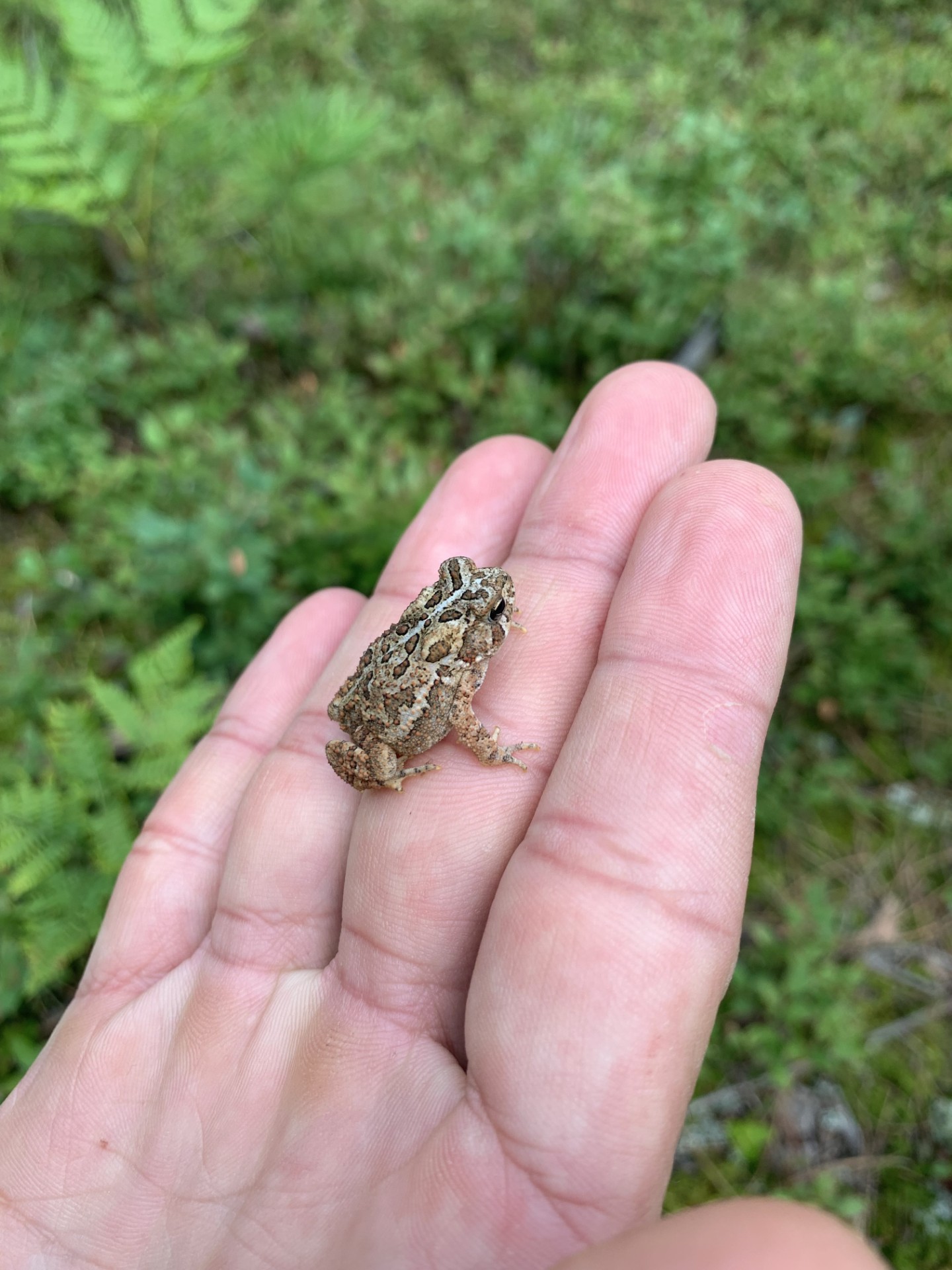 Small American toad sitting on a person's fingers with green ferns in the background